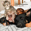 Pets Companion: Mellow Lofi Beats cover