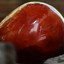 carnelian cover