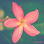 Petal