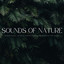 Sounds Of Nature: Serene Birds, Winds & Forest Sounds To Meditate For Hours cover
