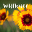 Wildflower cover