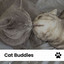 Cat Buddies cover