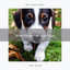 Wind Songs For Your Dogs cover