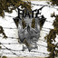Tremendum cover