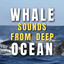 Whale sounds from Deep Ocean cover
