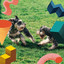 Quartet Jazz - Background Music for Doggy Rest cover