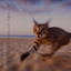 Where's My Cat? - Isabella Koen Remix