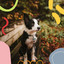 Trio Jazz - Bgm for Doggy Day cover