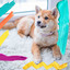 Music for Dreamy Doggies (Trumpet Solo) cover