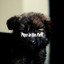 Pups in the Park cover