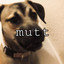 mutt