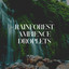 Rainforest Ambience Droplets cover