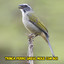 Trinca Ferro Grego Mole Com Boi cover