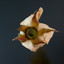 A Rose cover