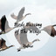 Nature: Birds Buzzing of The Wings Vol. 1 cover