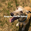 Songs for Your Fur Babies cover