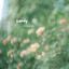 Fells & Sierra Annie - Candy