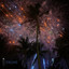 Palms