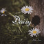 Daisy (From "Beyond the Boundary") cover