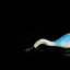 Whales