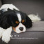 4 Paws: Stop Unwanted Whining with Calming Rain Vol. 1 cover