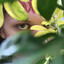 Goddess cover