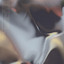 Toxido Mask