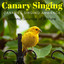 canaries - soma