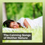 The Calming Songs of Mother Nature cover