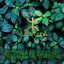 SENDA SAGRADA Project
