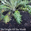Woolvs - The origin of the world