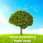 Forest Ambience & Super Study: Calming Wind, Birds and Chimes for Relaxation and Focus cover
