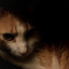 The Unfamous - Nocturnal Animal (Original Mix)