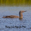 Rainy Loon Naps for Pets cover