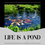 Life Is a Pond cover