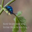 Sleep Right Away with Nature Bugs Sound Vol. 1 cover
