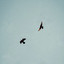 Birds Of A Feather artwork