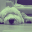 Cultivated Ambiance for Cat Friendly Puppy cover