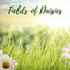 Fields of Daisies cover