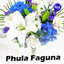 Phoola Faguna cover