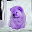 Music for Support Dogs cover