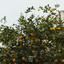 Lemons - Peterson's Collision Repair-