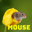 Mouse cover