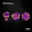 Ramon Bedoya/Steve Aguirre — Zambique Groove cover art