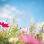 meadow roaming cover