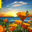 California Poppy 2 cover
