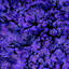 Päris cover