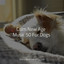 Calm New Age Music 50 For Dogs cover