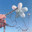 Intima artwork