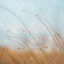 Wordless cover